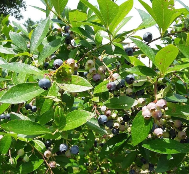 The Blueberry Farm, Hanson, MA